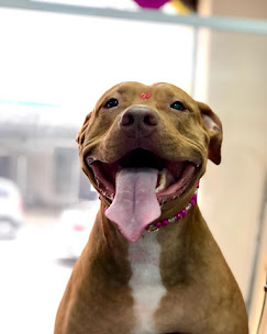 Pet feliz após banho